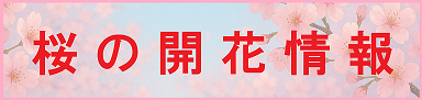 桜の開花状況