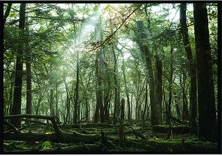 第12回環境賞「千古悠久」植木　英明