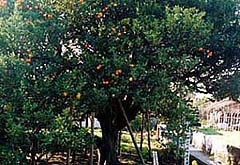 小みかん写真1