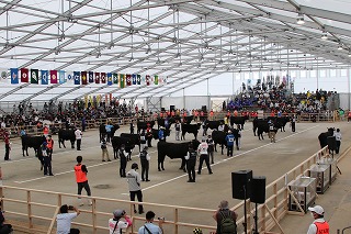 第12回全国和牛能力共進会鹿児島大会第4区審査01