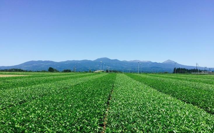 霧島茶