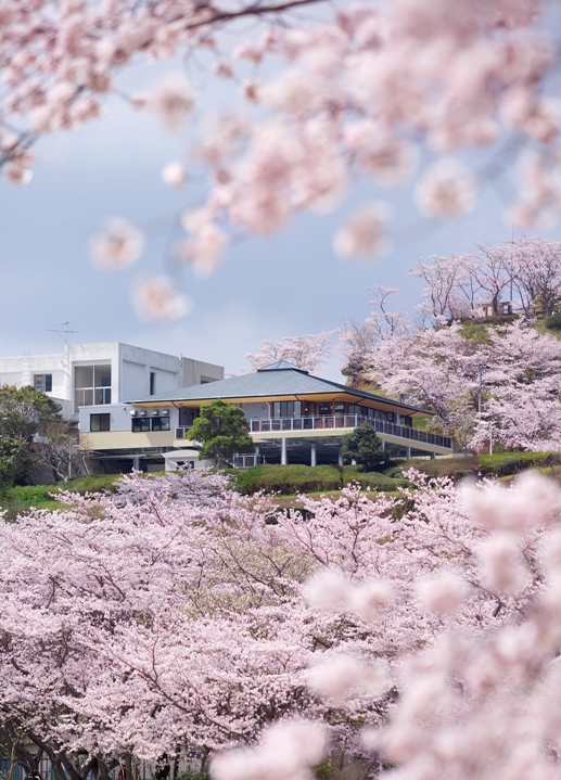 丸山公園の桜の画像