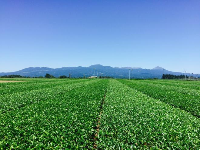 霧島茶畑
